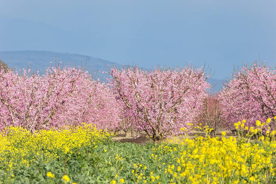 Fresno-County-Blossom-Trail