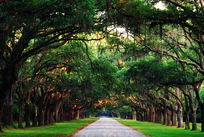 Georgia-tree-lined-road-800