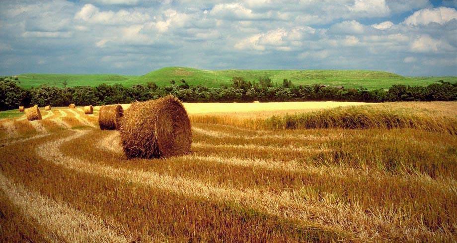 Kansas-hay