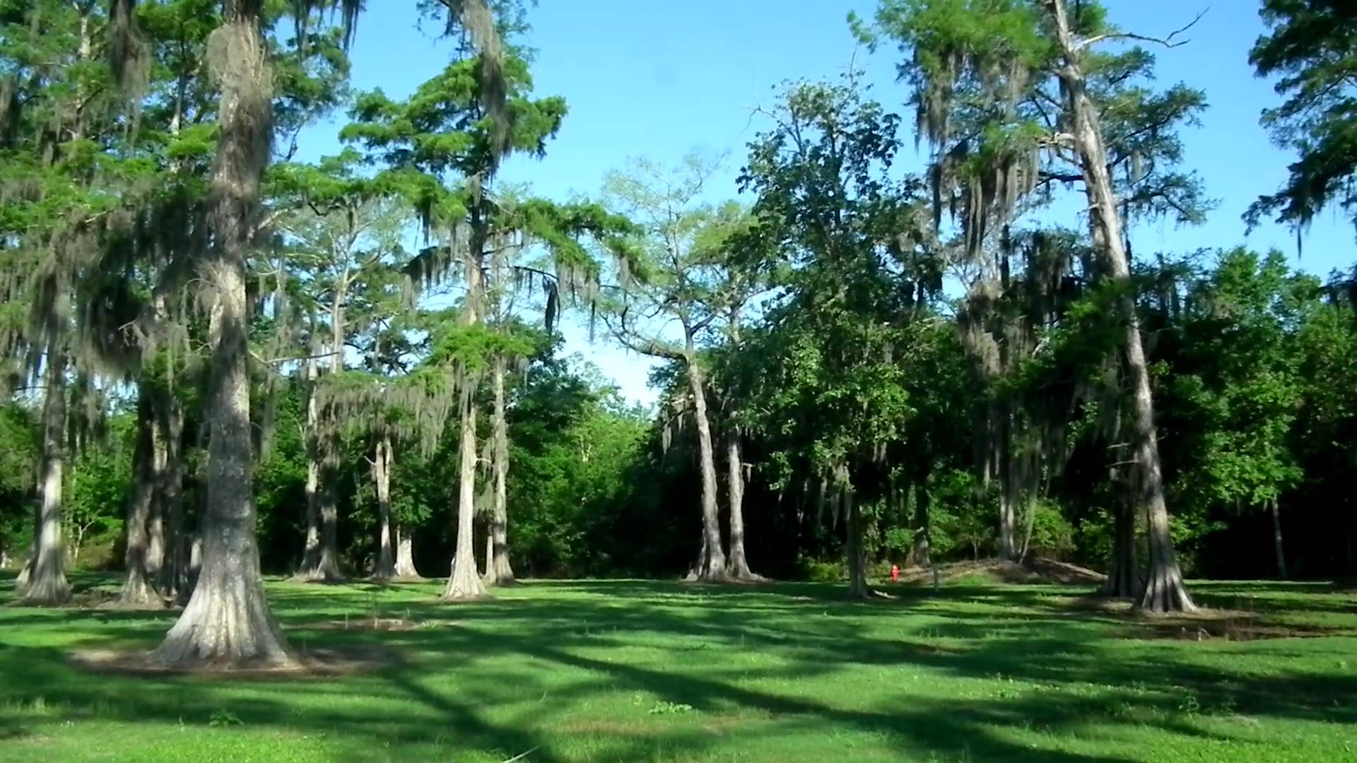 Louisiana-bayou