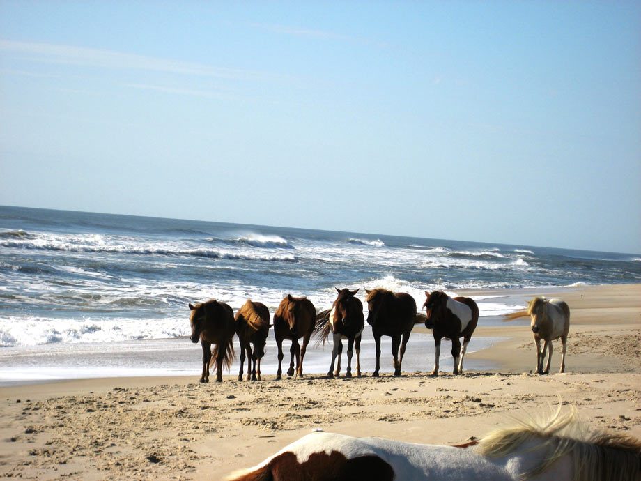 Maryland-beach-w-horses