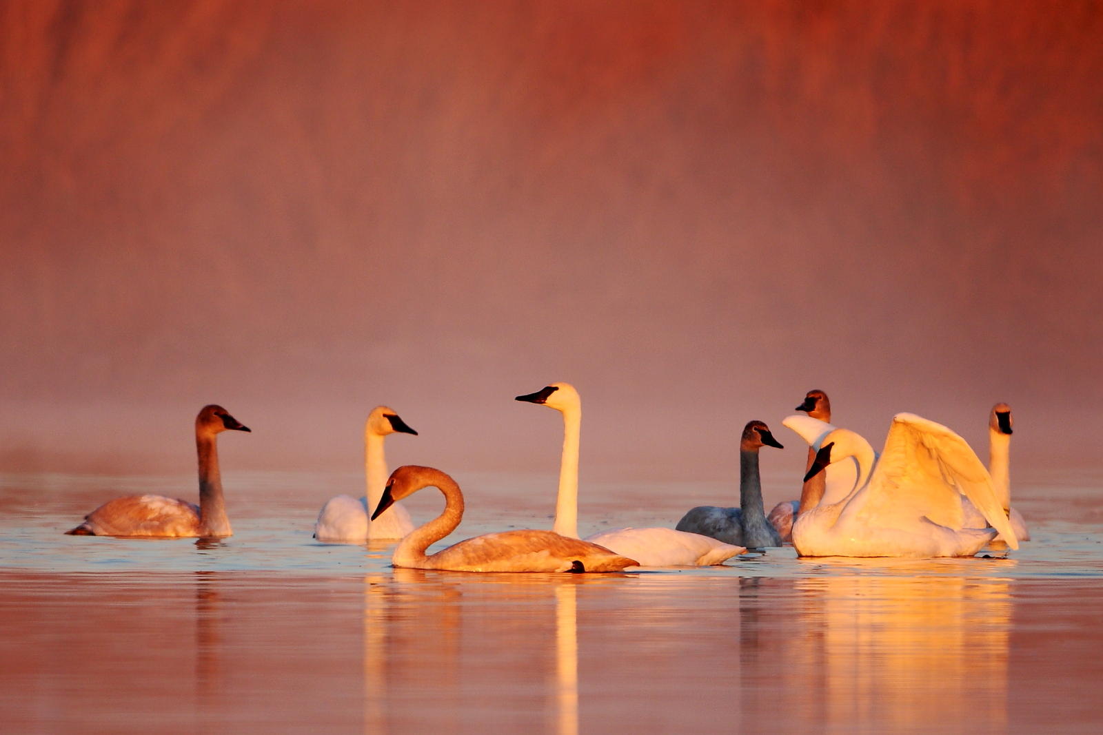 Missouri-birds