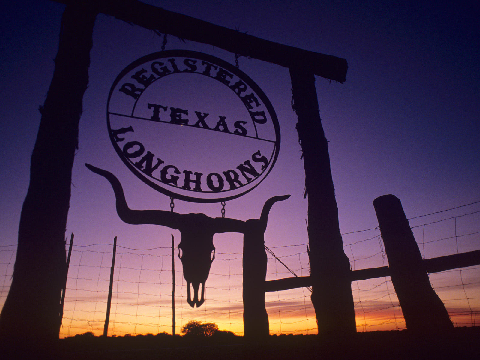 Texas-longhorn-sign