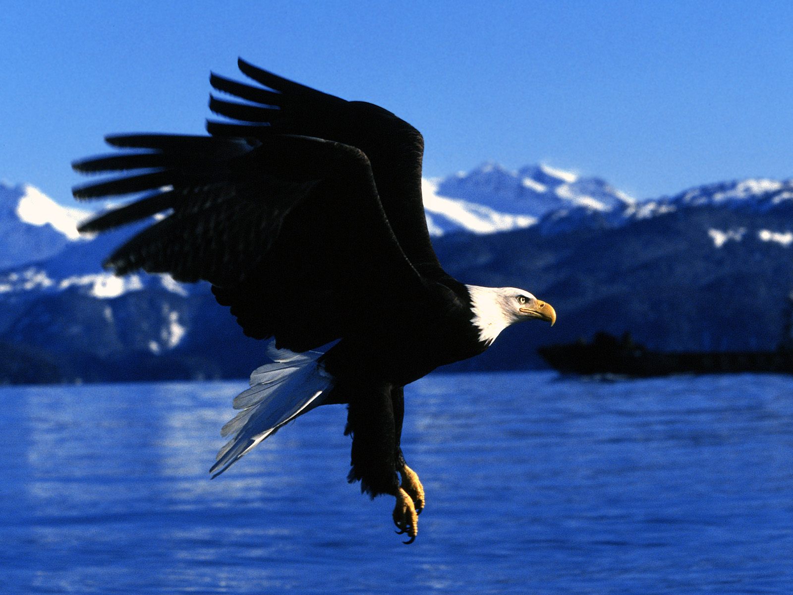 bald-eagle