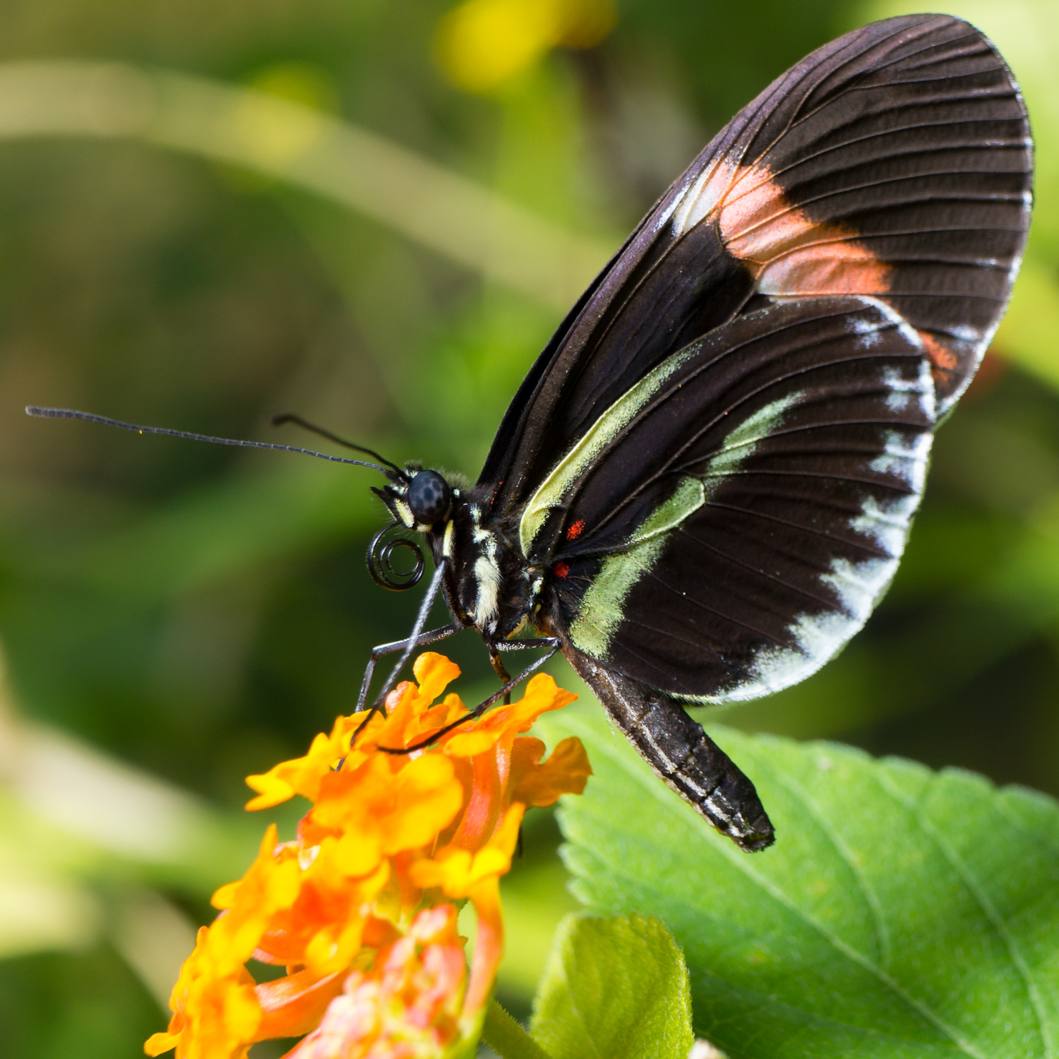 butterfly-pavillion