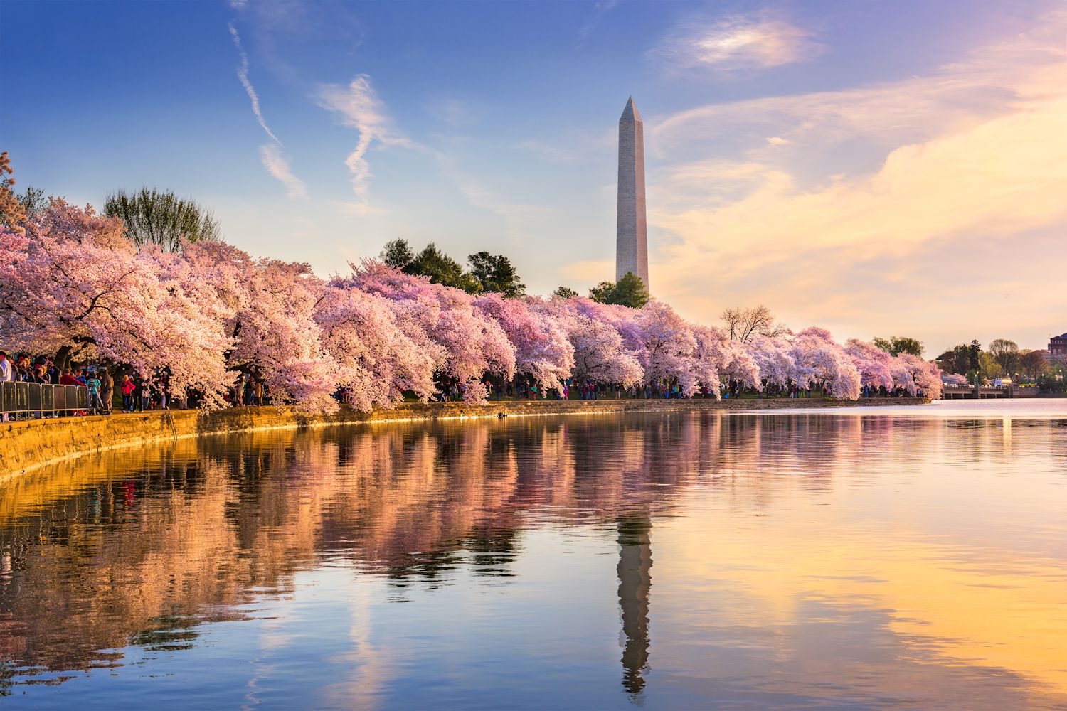 cherry-blossoms