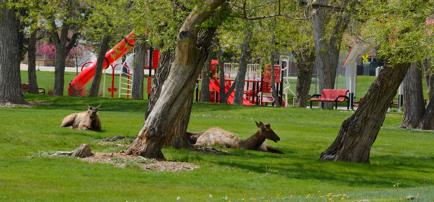 deer-in-park-arvada-co