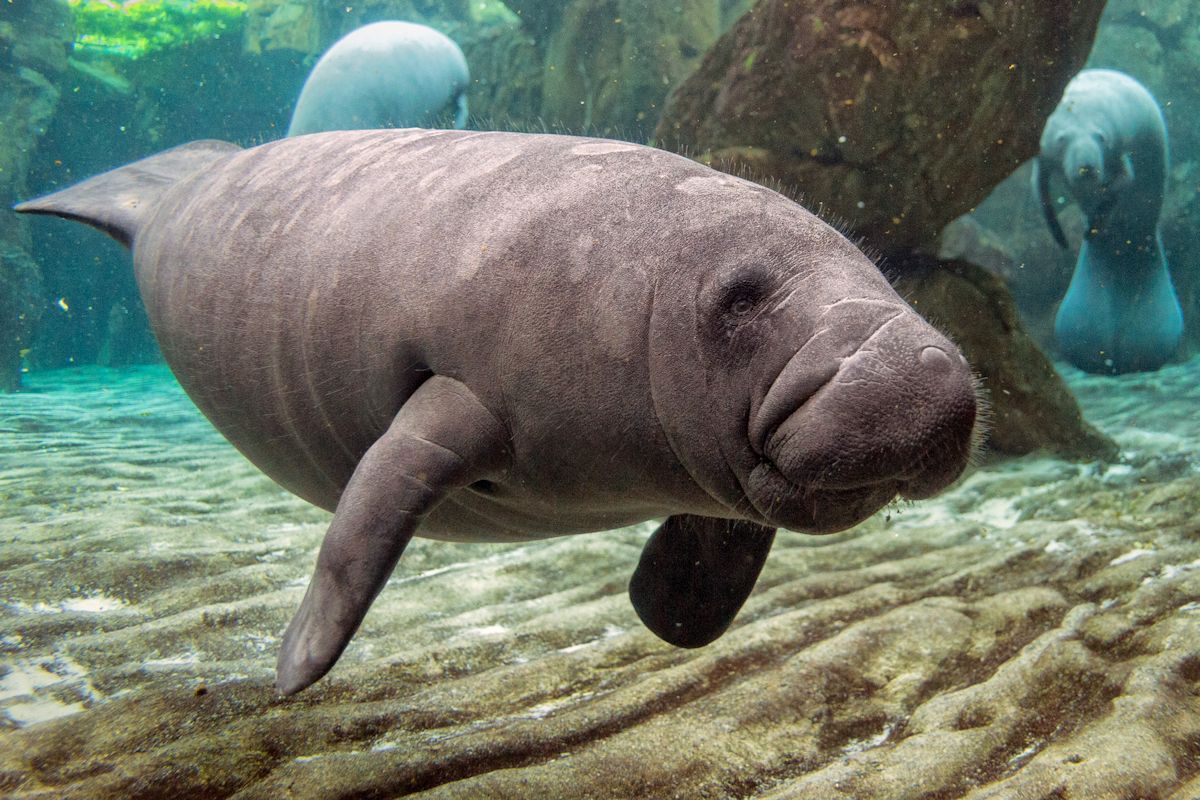 manatee