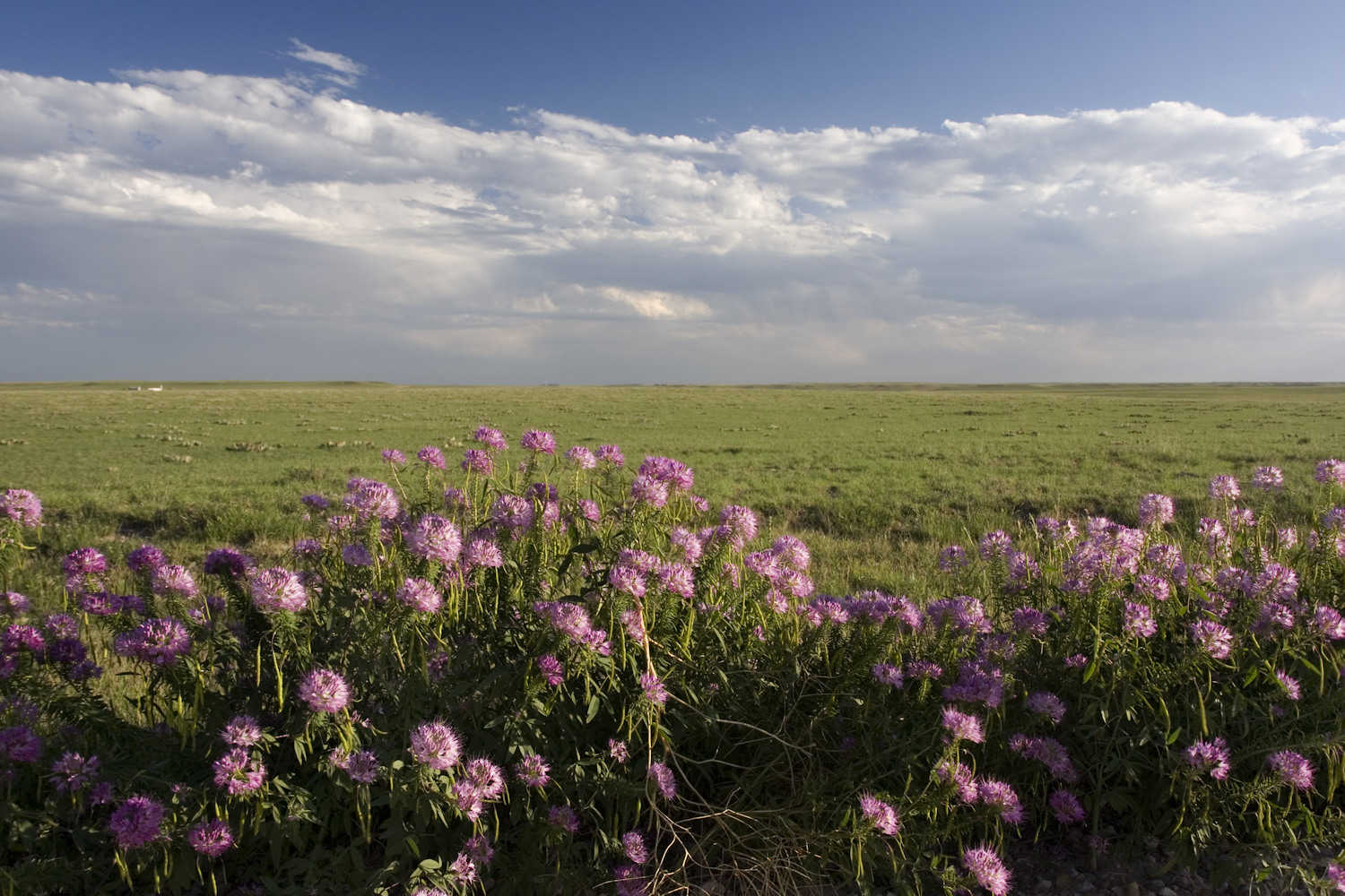 pawnee-grassland