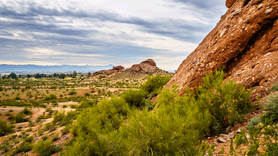 phoenix-desert