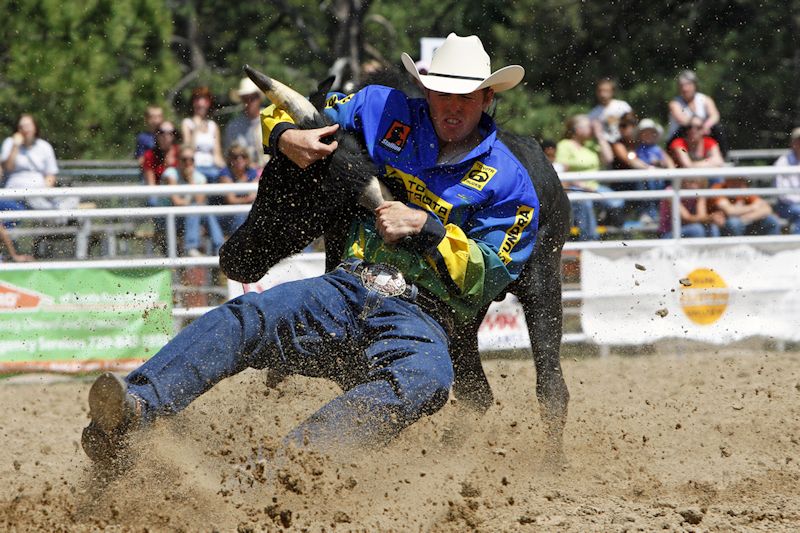 rodeo-cowboy-w-steer-800