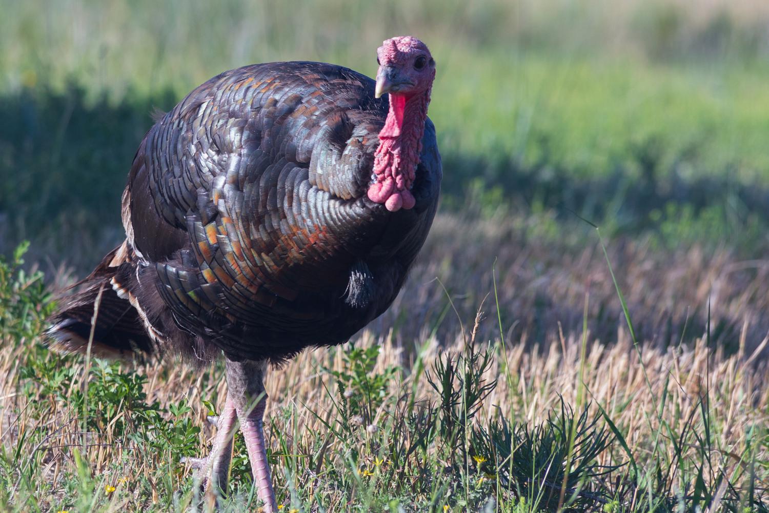 wild-turkey